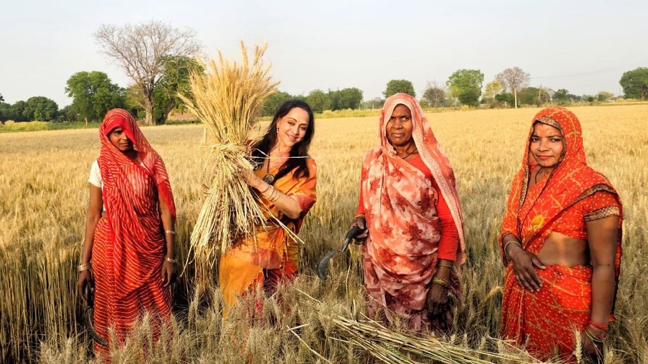 हेमा मालिनी यांनी सोशल मीडियावर चार विविध फोटो पोस्ट केले आहेत. या फोटोंमध्ये त्या पीक कापणी करताना, कापणी केलेल्या पिकासोबत फोटोसाठी पोझ देताना आणि शेतमजूर महिलांसोबत उभं राहून फोटो काढताना दिसत आहेत.  