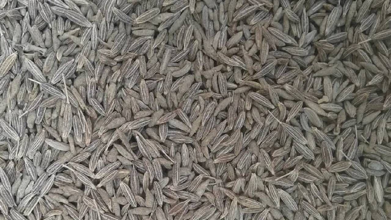 रात्री झोपताना जिरे भिजत घाला आणि ते पाणी सकाळी गरम करून प्या. यामुळे अनेक आरोग्य समस्या दूर होण्यास मदत होते.