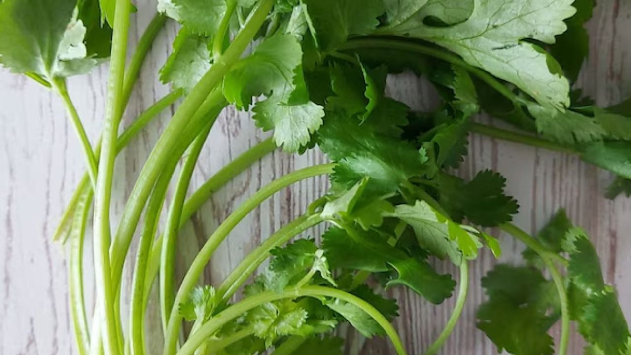 कोथिंबीर शरीरातील इन्सुलिनचा स्राव वाढवते. त्यामुळे रक्तातील साखर नियंत्रित करण्यास मदत मिळते. मधुमेहाच्या रुग्णांसाठी हा एक नैसर्गिक उपाय असू शकतो, ज्यामुळे साखरेची पातळी नियंत्रित राहते.  कोथिंबीरचे नियमित सेवन केल्याने सांधेदुखी आणि हाडांच्या समस्यांमध्येही सुधारणा दिसून येते.