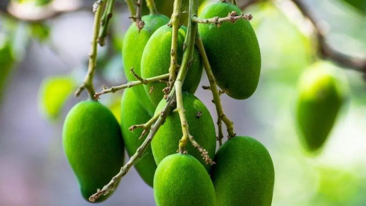  च्च्या आंब्यांमधील अँटीऑक्सिडंट-जीवनसत्त्वे त्वचेला चमक देतात आणि केस मजबूत करतात. हे शरीरातील विषारी पदार्थ काढून टाकते, ज्यामुळे त्वचेला नैसर्गिक चमक मिळते आणि केस गळण्याची समस्या कमी होते. 