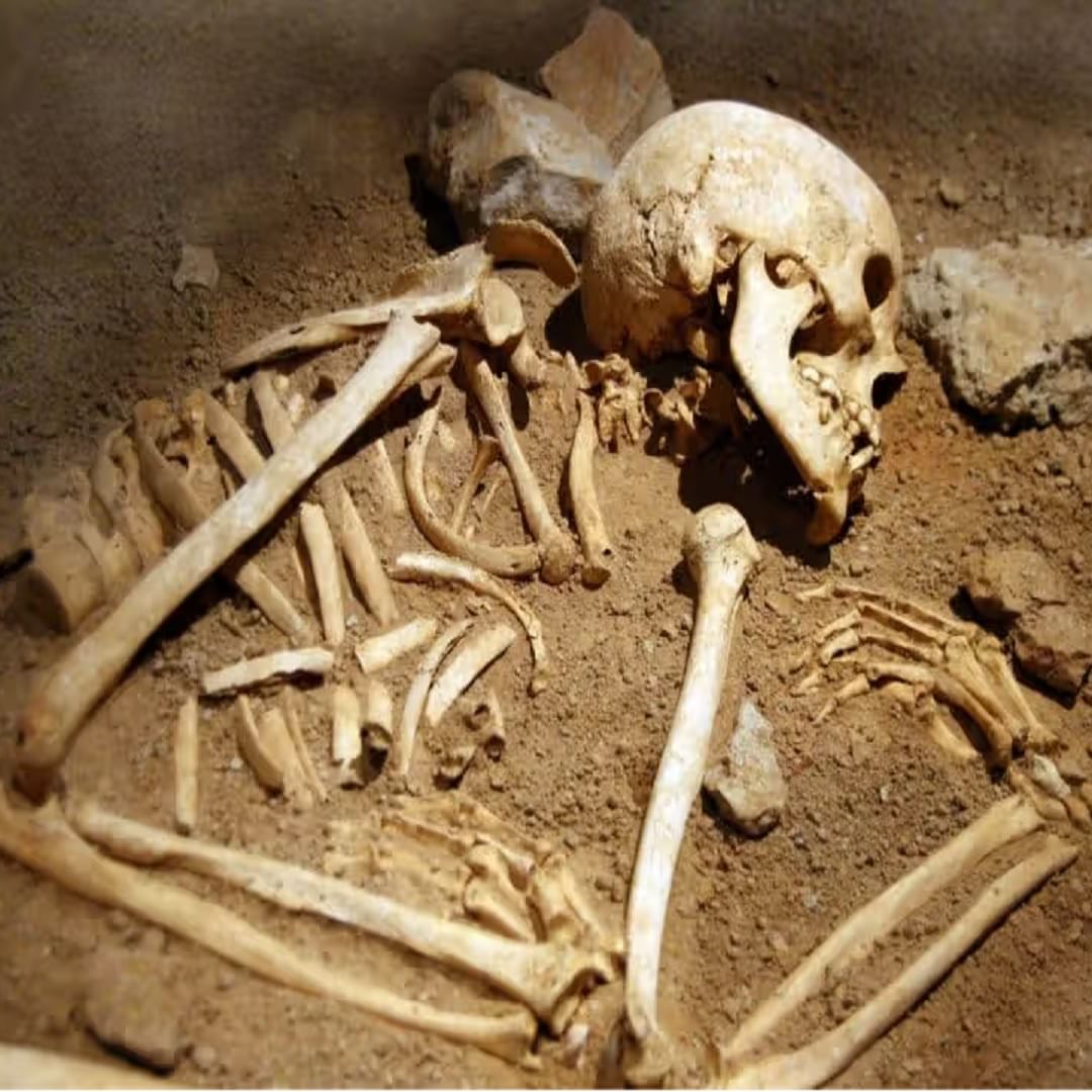 This organ survives for 10 years after death