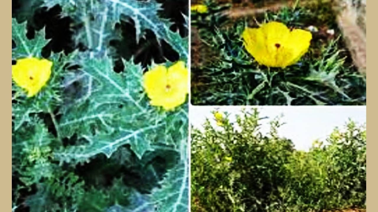 डिस्क्लेमर :ही विविध स्त्रोतांआधारे दिलेली माहिती आहे. टीव्ही 9 मराठी याविषयीचा कोणताही दावा करत नाही. तज्ज्ञांच्या मार्गदर्शनाशिवाय कोणताही उपाय करू नका.