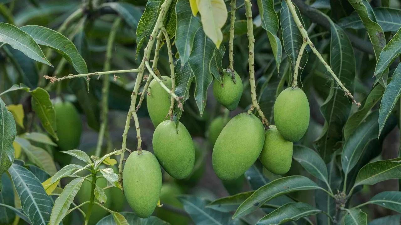 आज आम्ही तुम्हाला अत्यंत महत्नाची आणि मोठी माहिती सांगणार आहोत. कधीची बाजारात फळ खरेदी करण्यासाठी गेल्यावर पिकलेली फळे अजिबात खरेदी करू नका. 