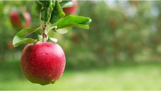 सफरचंदामध्ये कॅलरीज, कार्बोहायड्रेट, फायबर्स, व्हिटमीन सी अशी पोषक तत्वे असतात. सोबतच सफरचंदामध्ये पोटॅशिमयमही असते. त्यामुळेच आरोग्य उत्तम ठेवण्यासाठी रोज एक सफरचंद खावे, असे सांगितले जाते. मात्र आजकाल अनेक रसायने वापरून उत्पन्न घेतलेले सफरचंद बाजारात पाहायला मिळतात.