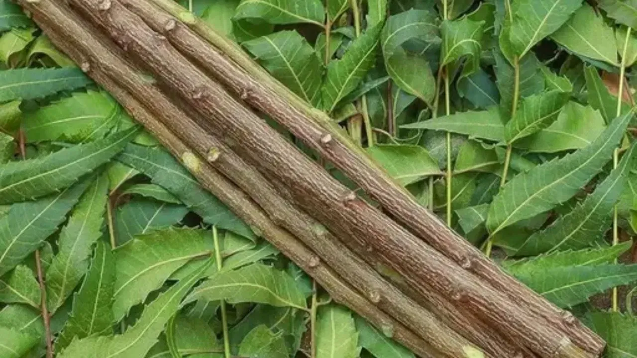 हिरड्यांसाठी फायदेशीर - कडुलिंबाच्या काडीने दात घासल्याने हिरड्यांमध्ये असलेली सूजदेखील कमी होते. तसेच हिरड्या मजबूत होतात आणि हिरड्यांचे आरोग्यदेखील सुधारते. तसेच हिरड्यांमध्ये होणारा संसर्ग टळला जातो.