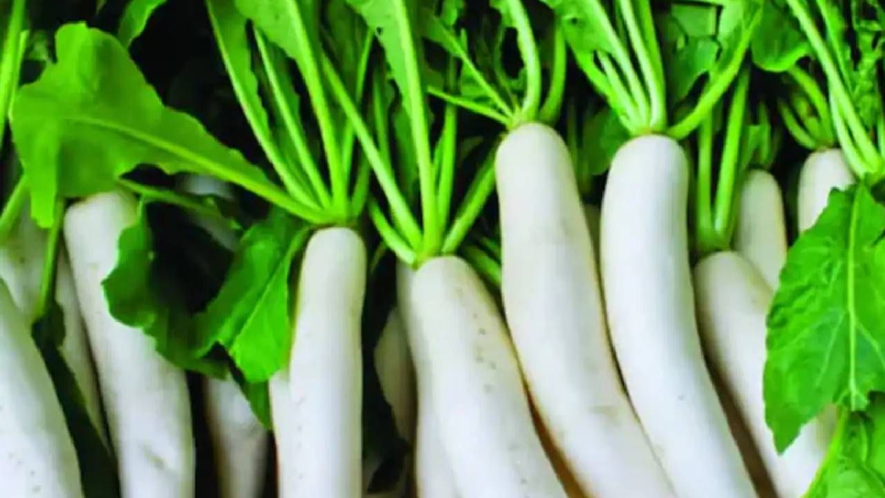 मुळापासून आपण विविध पदार्थ तयार करून आहारात समाविष्ट करू शकता. हिवाळ्यात मुळा आरोग्याचे संरक्षण करण्यासाठी फायदेशीर ठरतो.