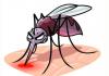 भर उन्हाळय़ात साथीच्या आजारांचा ताप; झोपडपट्टय़ांच्या ड्रममध्ये डेंग्यू, मलेरियाचा दबा!
