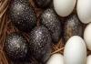Black Eggs vs White Eggs : काळं अंड विरुद्ध सफेद अंड, प्रोटीनमध्ये खरा बादशाह कोण? कुठलं अंड शरीरासाठी जास्त फायद्याचं? जाणून घ्या