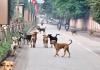शेल्टरहोममध्ये ठेवा, रस्त्यावर कुत्रे दिसायला नकोत..सर्वोच्च न्यायालयाने भटक्या कुत्र्यांसंदर्भात दिले तीन महत्त्वाचे आदेश