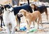 भटक्या कुत्र्यांना तत्काळ हटवा! सर्वोच्च न्यायालयाचे आदेश