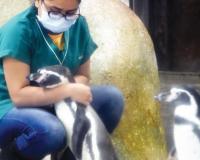 पेंग्विनच्या ‘गोष्टीं’मुळे बच्चेकंपनी, पर्यटकांमध्ये कुतूहल; जागतिक पेंग्विन दिनी उद्यानात धम्माल