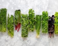 केस गळण्यापासून ते रक्तातील उच्च साखरेपर्यंत… या हिरव्या भाज्या फायदेशीर