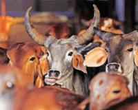 संगमनेरमध्ये दीड हजार किलो गोमांस जप्त