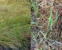 परतीच्या पावसाने कापलेली भात शेती पुन्हा रुजली, ऑक्टोबर महिना संपला तरीही पाऊस सुरूच