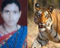 वाघाच्या हल्ल्यात शेतकरी महिलेचा मृत्यू, आठ दिवसात तीन जणांचा बळी