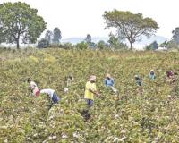 पांढरे सोने फुलले; कमी भावामुळे शेतकऱ्यांवर संकट