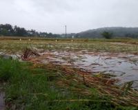 Ratnagiri News – कोसळणाऱ्या पावसामुळे केळशी पंचक्रोशीत भात शेतीचे प्रचंड नुकसान, हातातोंडाशी आलेला घास डोळ्यादेखत हिरावला