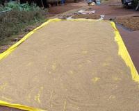 Ratnagiri News – लहरी पावसामुळे भातशेतीसह नाचणी पिकाचेही नुकसान, शेतकरी हवालदील