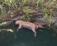 नगरमध्ये भक्ष्याचा पाठलाग करताना विहिरीत पडलेल्या बिबट्याचा मृत्यू