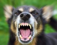 खळबळजनक! आईच्या शोधात घराबाहेर पडलेल्या चिमुकलीचा मोकाट कुत्र्यांनी घेतला बळी