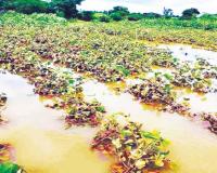 शेतकऱ्यांना आतापर्यंत मिळाले 1800 कोटी, घोषणा 31 हजार कोटींच्या पॅकेजची; पंचनाम्याअभावी 27 जिल्हे मदतीपासून वंचित