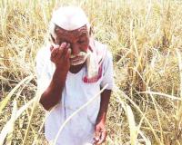 कांद्यापाठोपाठ आता मक्याचे दरही ढासळले, ऐन दिवाळीत शेतकऱ्यांवर संकट