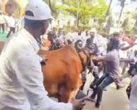 ‘गोकुळ’च्या डिबेंचरचा मुद्दा तापला, शेतकऱ्यांची जनावरांसह धडक; सत्ताधारी महायुतीमध्येच बिघाडी