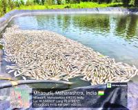 शेततळ्यात मृत माशांचा खच; पाणीही दूषित! मलगुंडे धनगरवाडा येथील प्रकार, अज्ञाताने विषारी पदार्थ टाकल्याचा संशय!