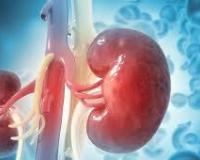 Kidney Transplant : किडनी ट्रान्सप्लांटनंतर जुन्या किडनीचे काय करतात डॉक्टर ? सत्य कळले तर बसेल धक्का