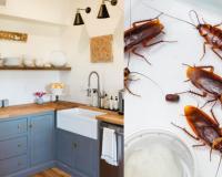 हे करून पहा- घरातील झुरळं घालवायची असतील तर…