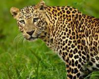 बिबट्यांच्या नसबंदीचा निर्णय, केंद्राला प्रस्ताव पाठविणार; उच्चस्तरीय बैठकीत चर्चा