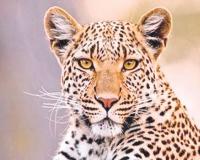 Ahilyanangar news – आई ‘वाघिण’ बनली अन् बिबट्याशी झुंज देत 5 वर्षांच्या मुलाची सुटका केली, शिंगणापूरमधील थरार