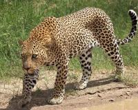 बिबट्याच्या हल्यात तीन वर्षाच्या मुलीचा मृत्यू, वनविभागाची दिरंगाई नागरिकांच्या जीवावर