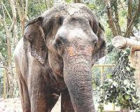 माधुरीची 31 ऑक्टोबरला आरोग्य तपासणी, घरवापसीच्या सर्व परवानग्या 20 दिवसांत घ्या, उच्चाधिकार समितीचे आदेश 