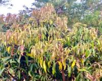 ढगाळ हवामानासह पावसाचा आंबा मोहोरावर परिणाम,  पालवी कुजण्याची शक्यता 