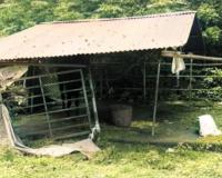 चार महिन्यांपासून प्रभारी डॉक्टर नाही, माथेरानच्या पशुवैद्यकीय दवाखान्याचे झाले खुराडे