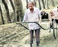माथेरानच्या हातरिक्षाचालकांची फरफट संपेना, बंदी आदेश कागदावरच