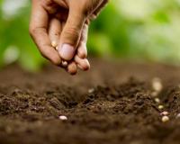 Ratnagiri News – परतीच्या पावसात हरभरा, पावटा, तूर पीक घेण्यास शेतकरी सरसावला; भात कापणीबरोबर केली जाते वायंगणी शेती