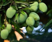 कच्ची कैरी खाण्याचे आरोग्यवर्धक फायदे, वाचा