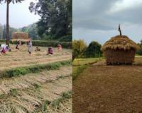 माभळे गावात सलग पाचवी पिढी राबवत आहे सामूहिक शेतीचा अनोखा प्रयोग, 20 कुटुंबातील 70 माणसे करत आहेत एकत्र शेती