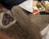 Mumbai News – मुंबई विमानतळावर वन्यजीव तस्करीचा पर्दाफाश, एका आरोपीला अटक