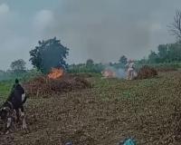 Chandrapur News –  शेतकऱ्यांनी सोयाबीन पेटवले, पिकाला अतिवृष्टीचा फटका