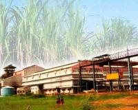 पाच साखर कारखान्यांना ‘शो कॉज’ नोटीस, विनापरवाना ऊस गाळप