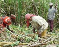 ‘स्वाभिमानी’ 3400 रुपये पहिल्या उचलीवर ठाम! ऊसदराचा चेंडू जिल्हाधिकाऱ्यांच्या कोर्टात