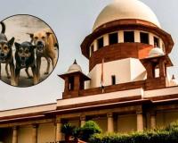 देशाची प्रतिमा मलिन होत आहे….भटक्या कुत्र्यांच्या मुद्द्यावरून सर्वोच्च न्यायालयाने व्यक्त केली नाराजी