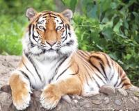 वाघ-मानव संघर्ष पेटला;  चंद्रपुरात दोन महिन्यांत अकरा जणांचा बळी