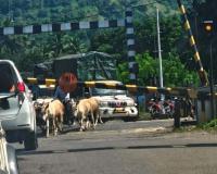 चिपळूण कळंबस्ते रेल्वे फाटकात तांत्रिक बिघाड; वाहतूक ठप्प