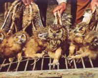 बिहार निवडणुकीत अंधश्रद्धेचा काळाबाजार, तांत्रिक विधींसाठी खरेदी केले जात आहेत घुबड-मुंगूस