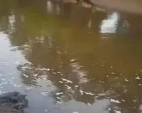 केमिकलयुक्त पाण्याची लाइन फुटल्यामुळे वाशिष्ठा नदीत मृत माशांचा खच