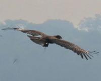 लोणार सरोवर परिसरात आफ्रिकन गरुडाचा थरारक शोध! हिंदुस्थानात पहिल्यांदाच आढळले Wahlberg’s Eagle